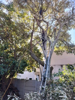 Tree Felling and Garden Services