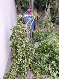 Tree Felling and Garden Services