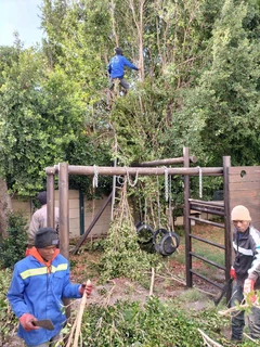 Tree Felling and Garden Services