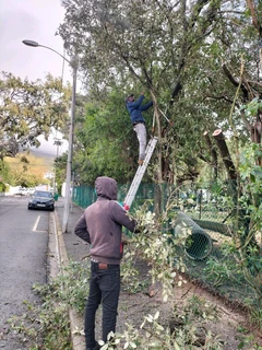 GARDEN SERVICES AND TREE FELLING