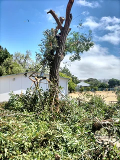 Garden Services And Tree Felling