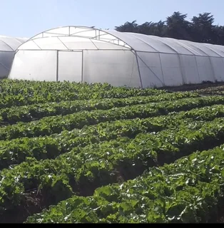 Greenhouse Tunnel for sale