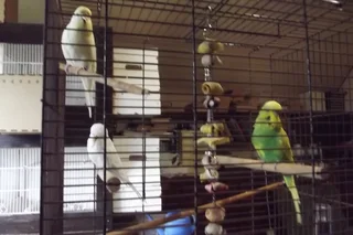budgies - Ad posted by ronald