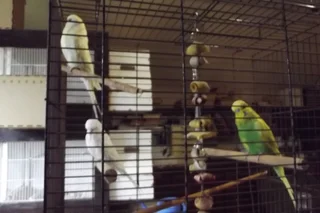budgies - Ad posted by ronald