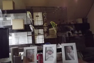 budgies - Ad posted by ronald