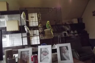 budgies - Ad posted by ronald