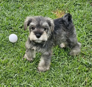 Gorgeous Pedigree Miniature Schnauzer Female puppies available