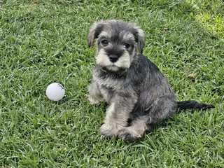 Gorgeous Pedigree Miniature Schnauzer Female puppies available