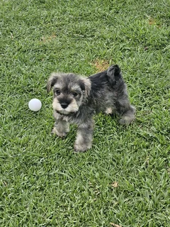 Gorgeous Pedigree Miniature Schnauzer Female puppies available
