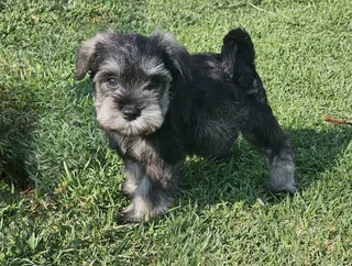 Gorgeous Pedigree Miniature Schnauzer Female puppies available