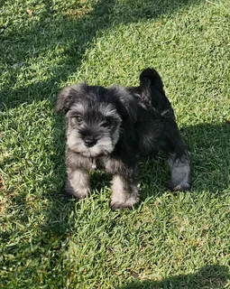 Gorgeous Pedigree Miniature Schnauzer Female puppies available