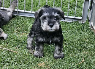 Gorgeous Pedigree Miniature Schnauzer Female puppies available
