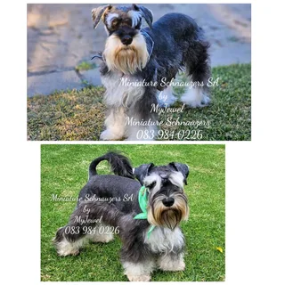 Gorgeous Pedigree Miniature Schnauzer Female puppies available