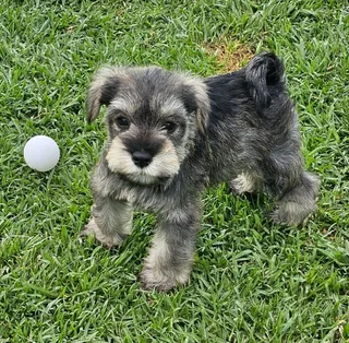 Gorgeous Pedigree Miniature Schnauzer Female puppies available