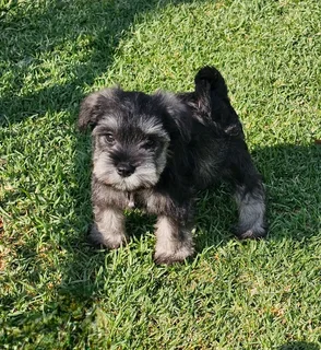 Gorgeous Pedigree Miniature Schnauzer Female puppies available