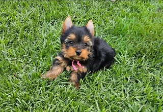 Female Yorkies