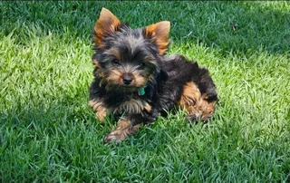 Female Yorkies