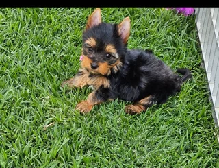 Female Yorkies