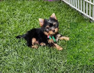 Female Yorkies