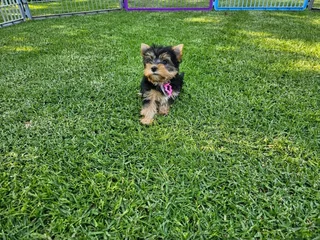 Female Yorkies
