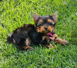 Female Yorkies