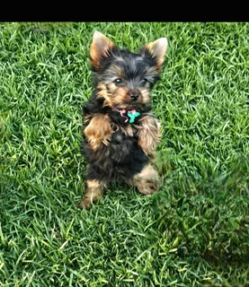 Female Yorkies