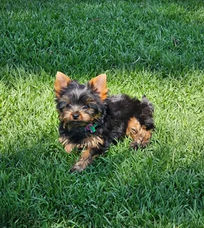 Female Yorkies