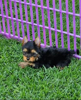 Female Yorkies