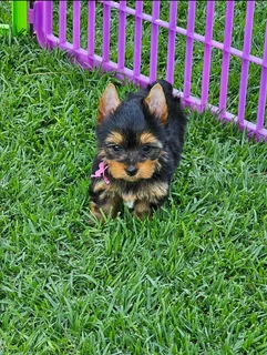 Female Yorkies