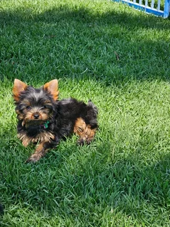 Female Yorkies