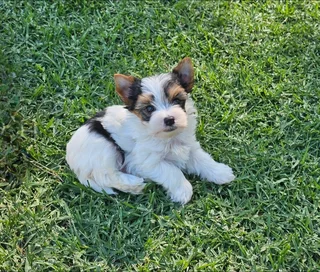 Biewer Yorkie puppy available to go