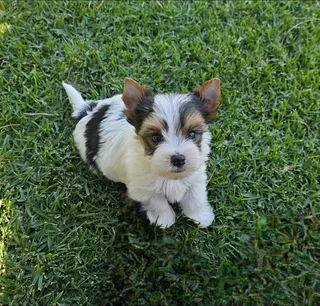 Biewer Yorkie puppy available to go