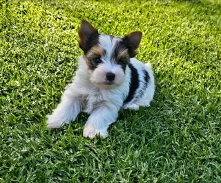 Biewer Yorkie puppy available to go