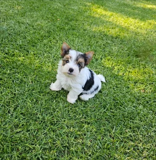 Biewer Yorkie puppy available to go