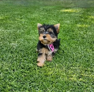 Female Yorkie puppy available to go