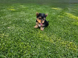 Female Yorkie puppy available to go