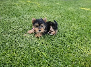 Female Yorkie puppy available to go
