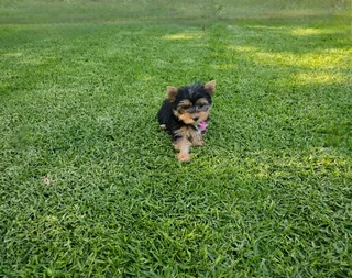 Female Yorkie puppy available to go