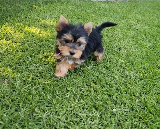 Female Yorkie puppy available to go