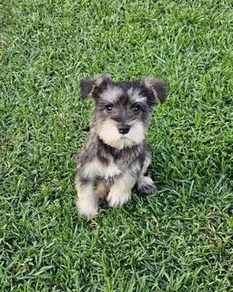 Gorgeous Miniature Schnauzer Female puppies
