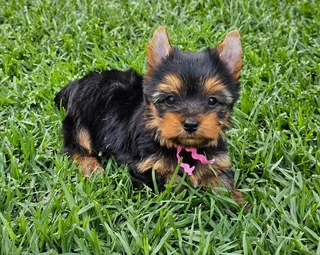 Small size Female Yorkie puppies available to go