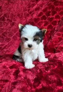 Teacup Biewer Female Yorkie
