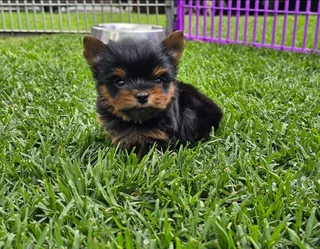 Stunning Pocket size Yorkie puppy