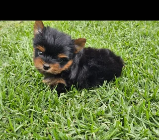 Stunning Pocket size Yorkie puppy