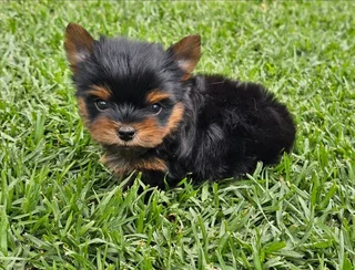 Stunning Pocket size Yorkie puppy