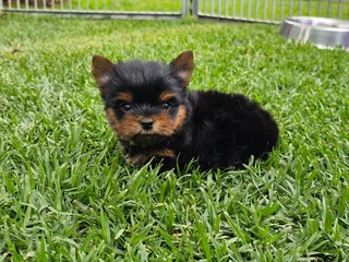 Stunning Pocket size Yorkie puppy