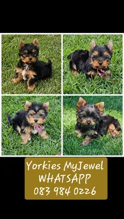Female Yorkies