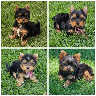 Female Yorkies