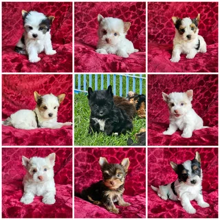 Yorkie puppies Colourful Pedigree