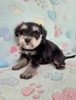 Miniature Schnauzers Females